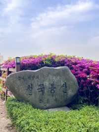 ❤️군포 철쭉축제는 철쭉동산에서 보기❤️