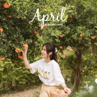 April Flavors cafe  คาเฟ่สไตล์เกาหลี🇰🇷 มินิมอล
