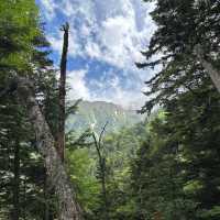 【山梨】いざ夏山へ！広河原から白根御池までの登山道