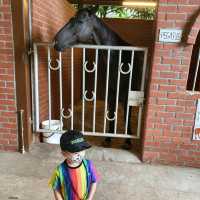 Fun With Horses At Gallop Stable 🐴