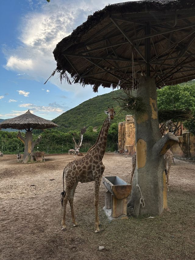 베트남에서 다양한 동물들을 만나볼 수 있는 사파리🦒🦏🐒🐅