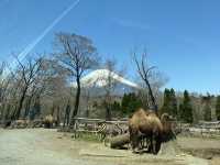 Fuji Safari Park- 孩子的夢寐以求動物園