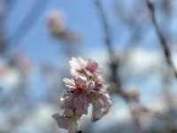 🌸 羅莊櫻花步道：春天賞櫻好去處 🌸