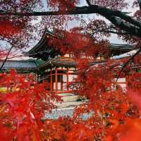 Byodo-in Temple Kyoto 