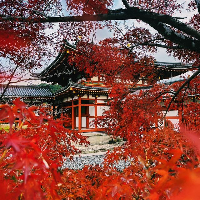 Byodo-in Temple Kyoto 