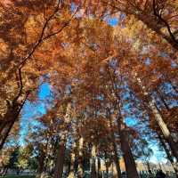関東にもこんな美しい紅葉見れるぞ