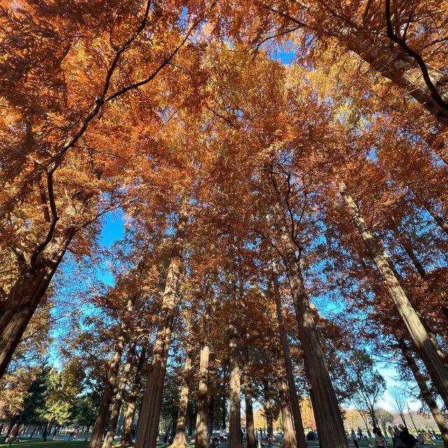 関東にもこんな美しい紅葉見れるぞ