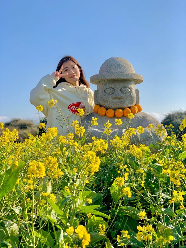 슬슬 들려오는 제주유채꽃 만개 소식🌼 직접 다녀온 제주유채꽃 스팟 공유💛
