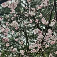 Cherry blossom 🌸 @ Bishan temple