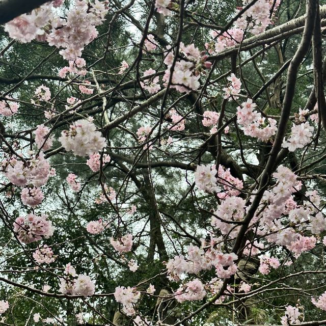 Cherry blossom 🌸 @ Bishan temple