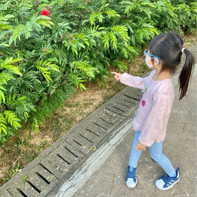 繡球花打卡遊 📍元朗