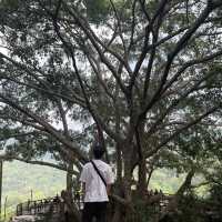 거대한 나무와 마운틴뷰를 즐길 수 있는 The giant chiang mai thailand cafe