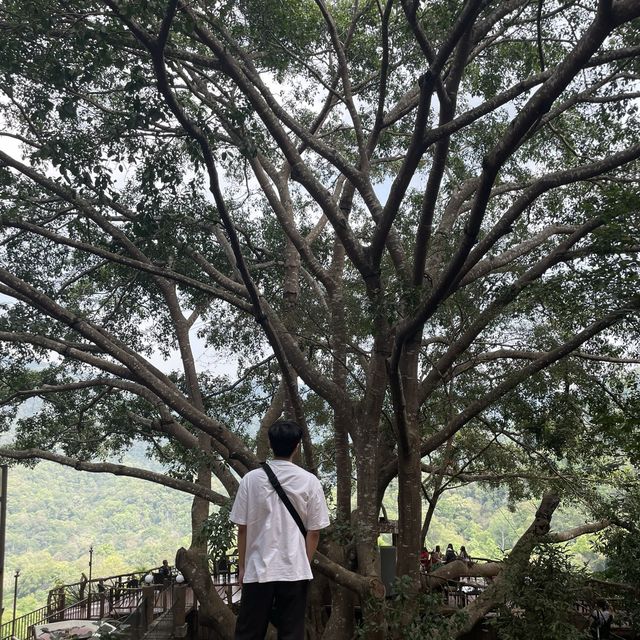 거대한 나무와 마운틴뷰를 즐길 수 있는 The giant chiang mai thailand cafe