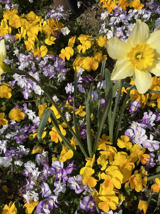 주말 나들이, 봄꽃 보러 송해공원 어때요🌷🌸