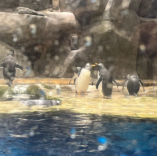 海洋公園：南極奇觀