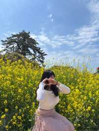 유채꽃이 만개한 수성당에서 힐링 가득 하루 보내기🌼