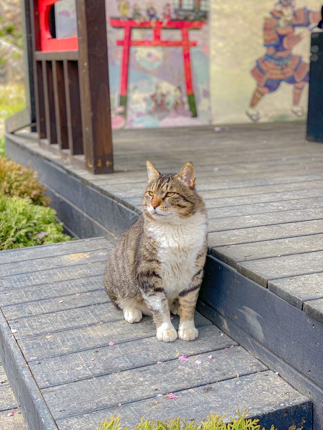 일본 어느 골목 속에서 만난 고양이🐈