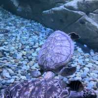 Aquaria Phuket 