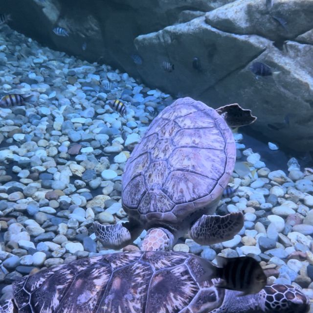 Aquaria Phuket 