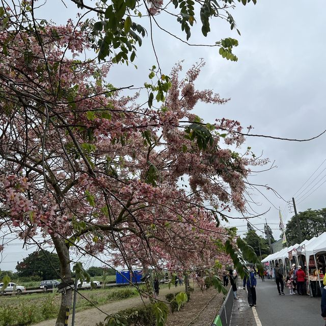 台南景點-金砂里花旗木步道