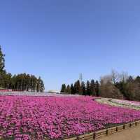 東京近郊景點 – 秩父羊山公園