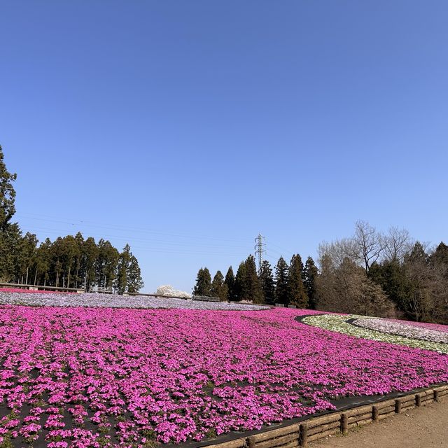 東京近郊景點 – 秩父羊山公園