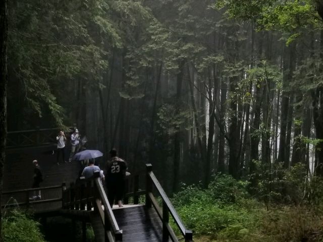 阿里山遠古森林吸收大自然天地靈氣