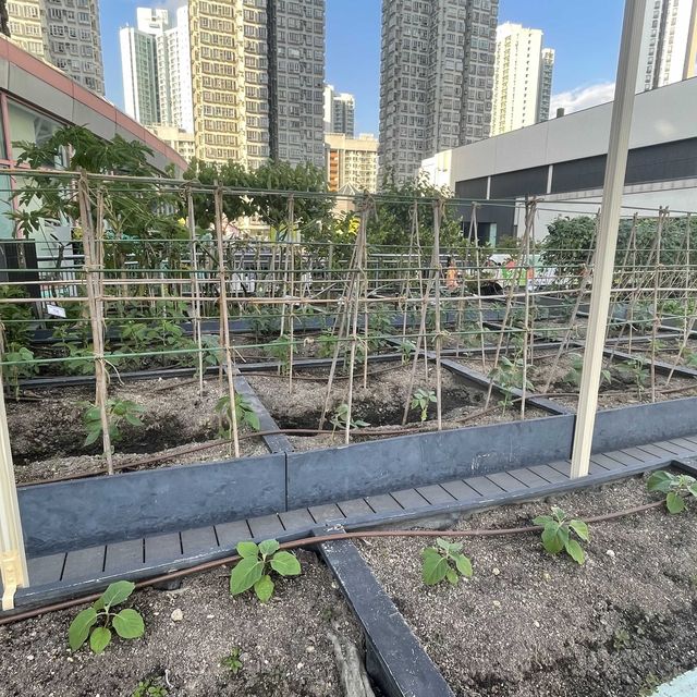 都市中既一點綠洲