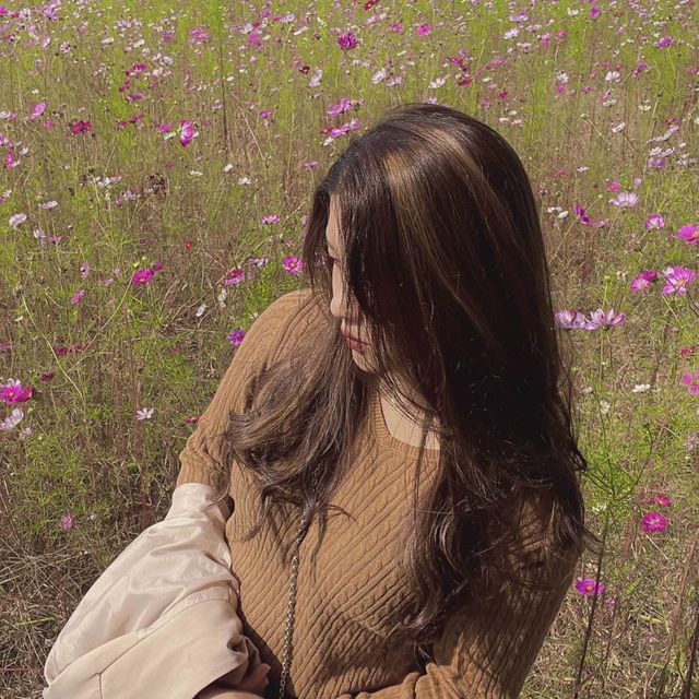 인천 가을 꽃 여기가 최고 !