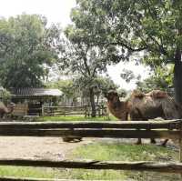 動物天堂！探索頑皮世界野生動物園的奇妙之旅！🐾🌿🦁