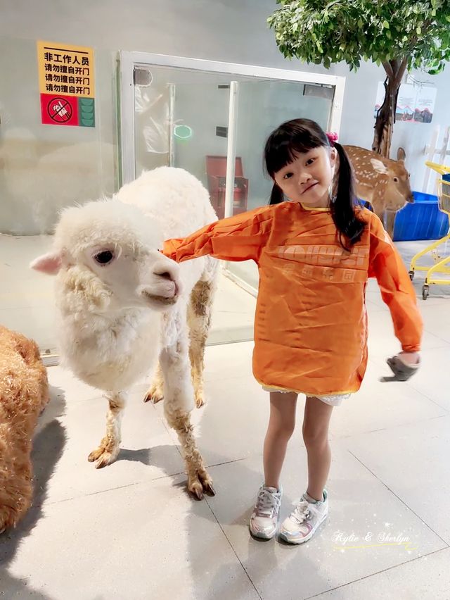 深圳小小室內動物園 — 餵草泥馬🦙、梅花鹿、孔雀🦚