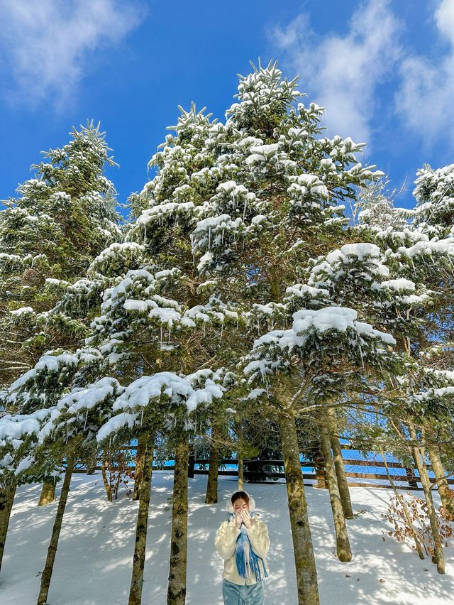 ❄️국내 눈오는날 바로 달려가야할 삼양라운드힐