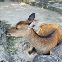 MIYAJIMA ISLAND