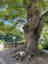 【長野県】諏訪大社四社のひとつ「諏訪大社 前宮」