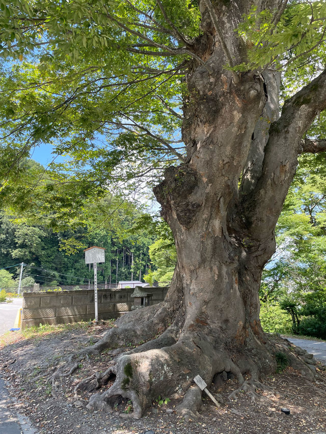 【長野県】諏訪大社四社のひとつ「諏訪大社 前宮」