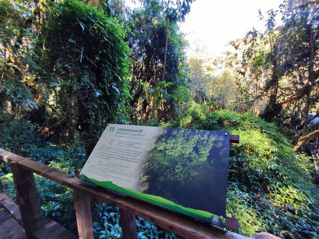 สัมผัสป่าดึกดำบรรพ์ อาลีซานเมืองไทย 🌲🌲🌲