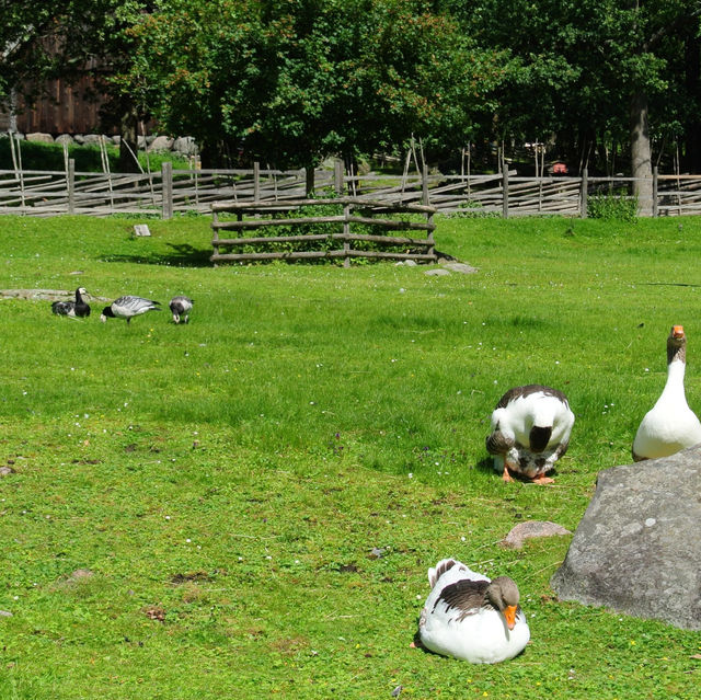 Open-air musuem And zoo (Skansen)