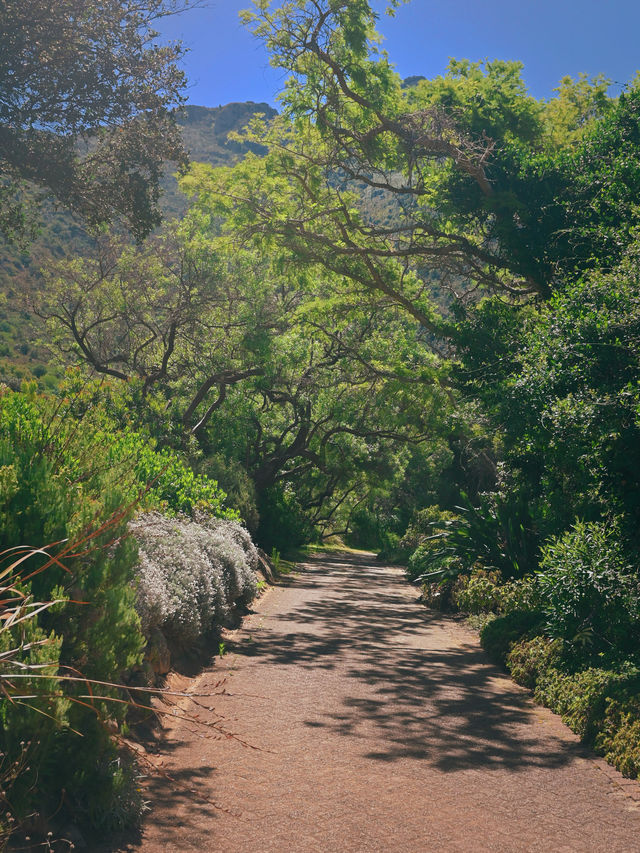 Kirstenbosch National Botanical ปลูกได้ที่เดียว