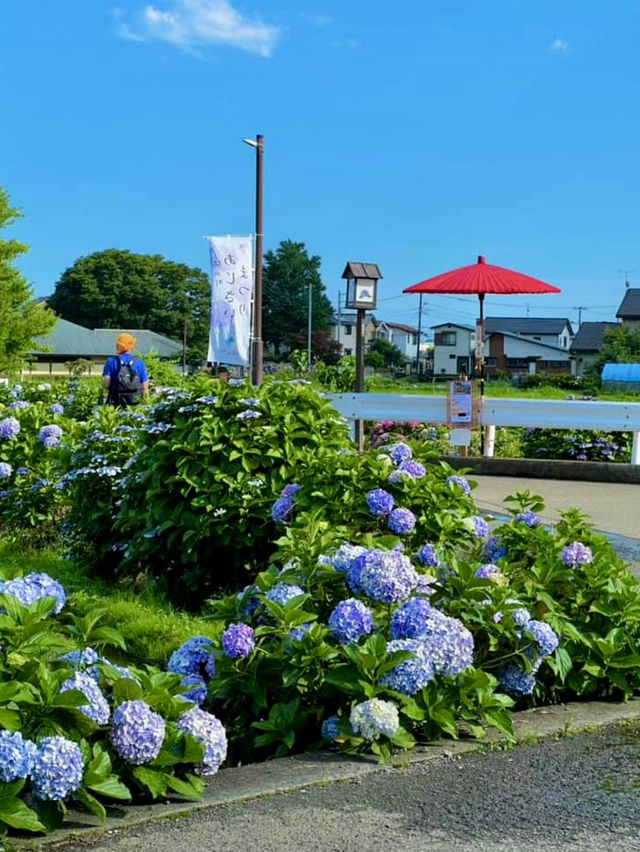 Kaisei Farm in Kanagawa