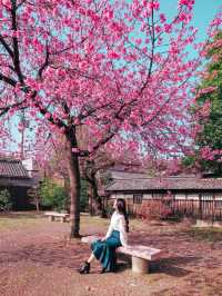【奈良】春先取り！早咲の桜スポット🌸