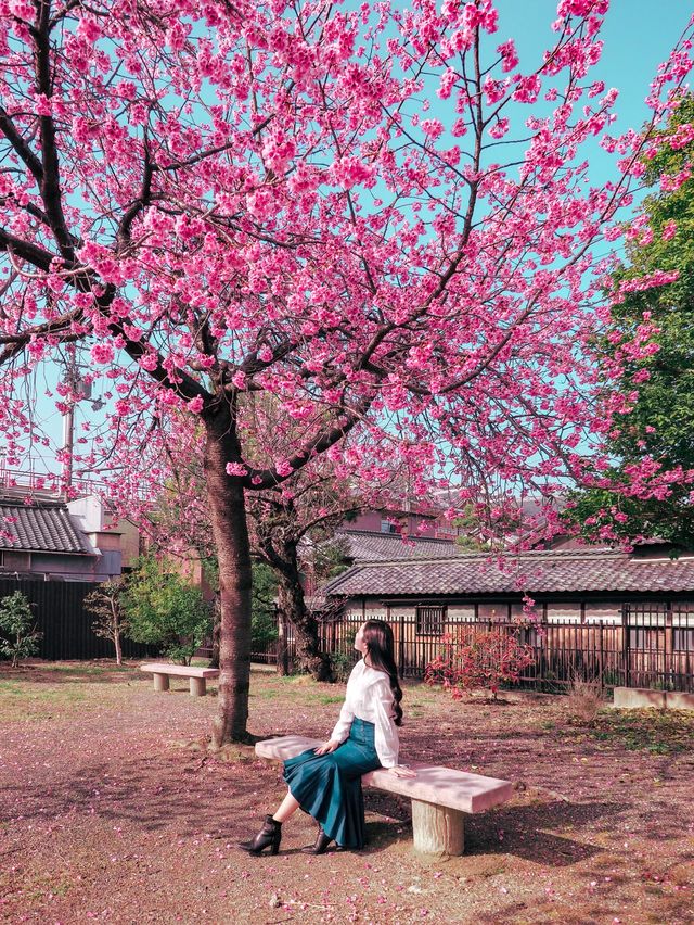 【奈良】春先取り！早咲の桜スポット🌸