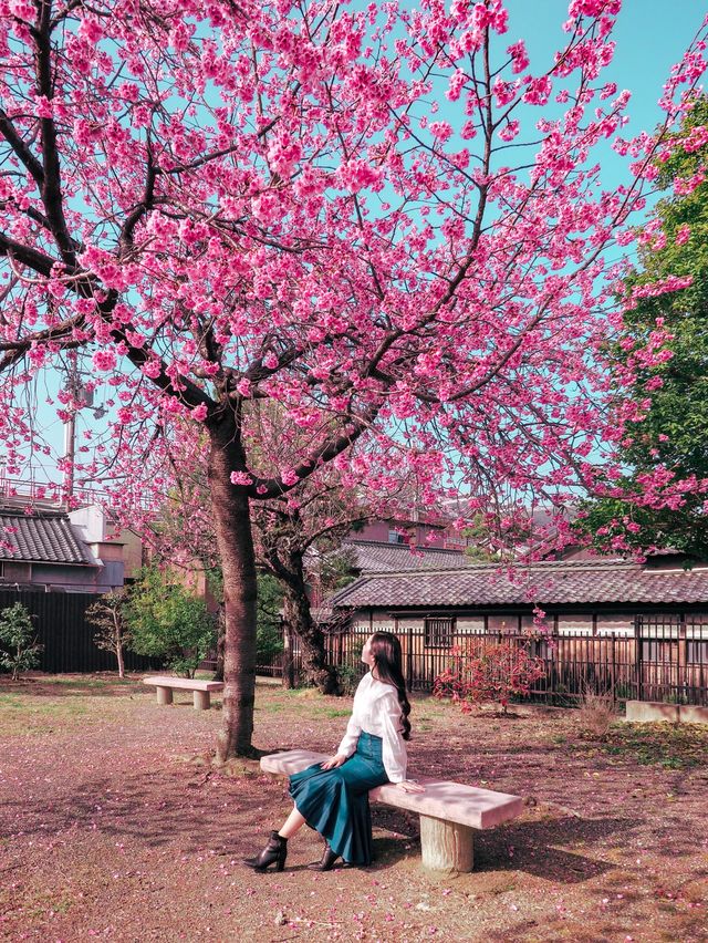 春先取り！奈良の早咲の桜スポット🌸