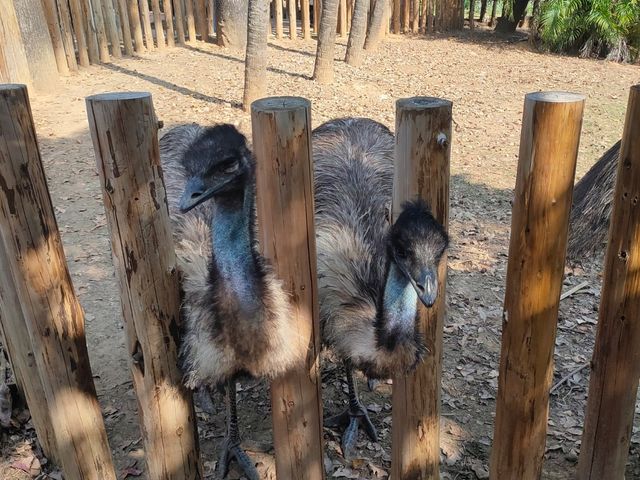 隱身在公園裡的動物園-新竹市立動物園