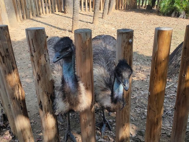 隱身在公園裡的動物園-新竹市立動物園