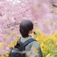 【神奈川】桜🌸×菜の花💛で春一色な「あぐりパーク嵯峨山苑」