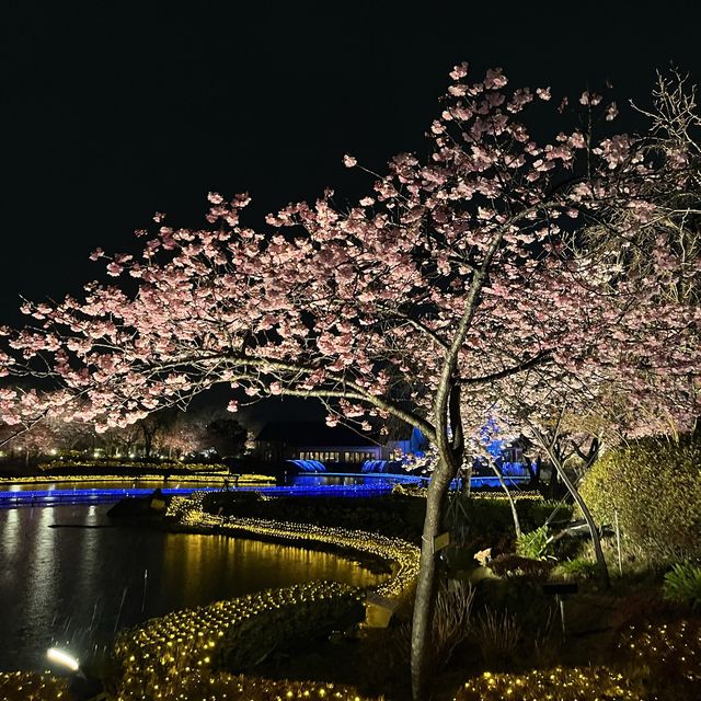 しだれ梅と河津桜の両方を楽しめる🌸