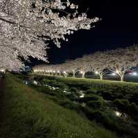 夜の川に映り込む桜のリフレクションが素敵