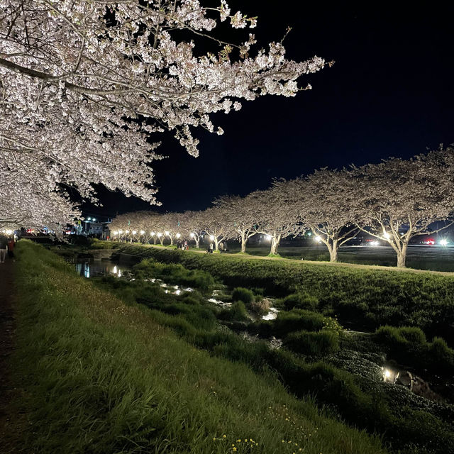 夜の川に映り込む桜のリフレクションが素敵