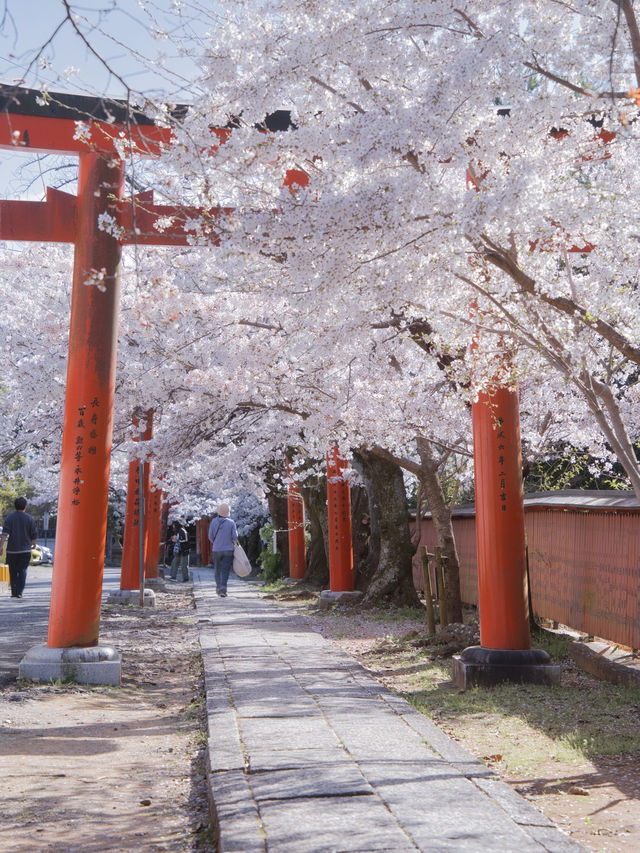 【京都×桜】本当は教えたくない🙅ガイドブックにも載らない穴場の桜スポット🌸