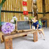 ชายนาคาเฟ่ นนทบุรี